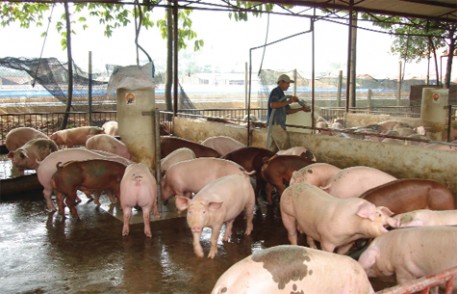 Quy chuẩn trại chăn nuôi heo an toàn sinh họ