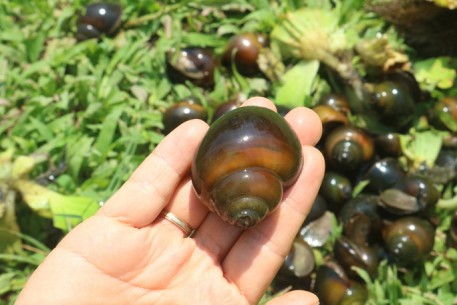 Mô hình nuôi Ốc Nhồi (Ốc Bươu Đen) đầu tư ít, hiệu quả cao, Kỹ thuật nuôi ốc nhồi làm giàu
