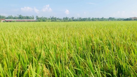 Hải Dương: Đưa giống mới và khoa học kỹ thuật vào canh tác lúa