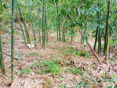 Hải Dương: Chuyển đất rừng kém hiệu quả sang trồng măng tre Bát độ cho hiệu quả kinh tế cao