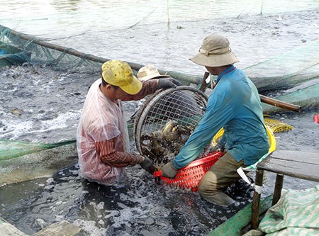 Chăm sóc và quản lý đàn cá nuôi lồng bè trên sông và hồ chứa mùa mưa lũ