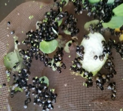 Kỹ thuật nuôi thương phẩm ốc nhồi (Pila Polita)