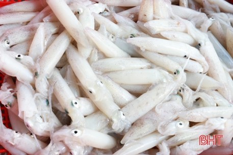 Ngư dân Nghi Xuân “trúng đậm” mực ống