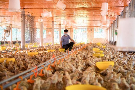 Hiệu quả từ chăn nuôi gà gia công