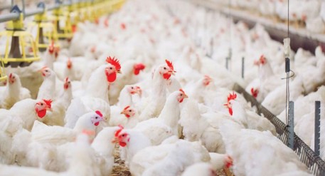 Phòng và kiểm soát hội chứng sưng phù đầu trên gia cầm