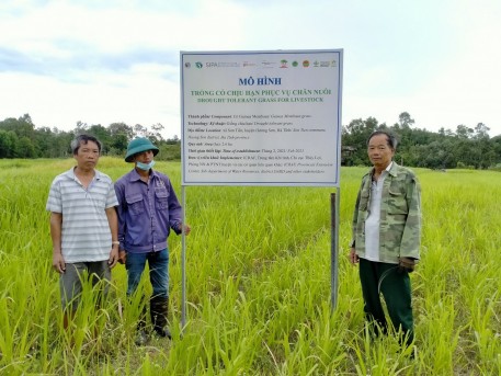 Mô hình trồng cỏ chăn nuôi chất lượng và có tính chịu hạn chinh phục cái nắng khắc nghiệt mùa hè Hà Tĩnh