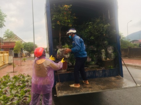 Phường Kỳ Phương: Trồng mới 7000 cây chuỗi ngọc, hoa mẫu đơn