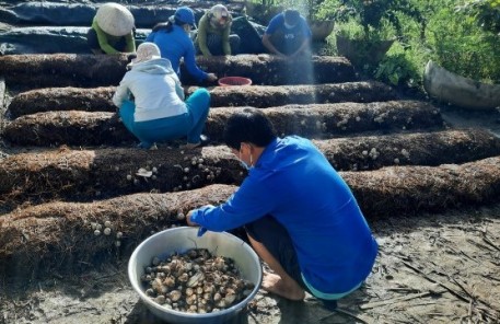 Tiền Giang: Cải tiến kỹ thuật trồng nhằm gia tăng năng suất, chất lượng nấm rơm