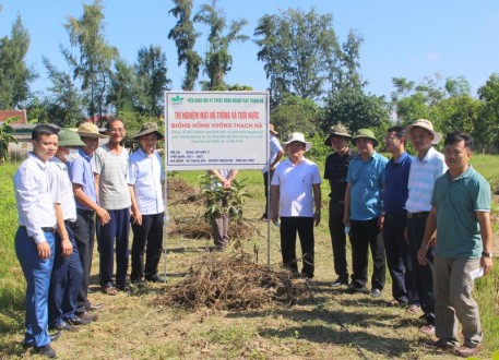 Kết quả bước đầu hoàn thiện quy trình nhân giống và thâm canh trên vườn cây cũ giống hồng vuông không hạt Thạch Hà (Hà Tĩnh)