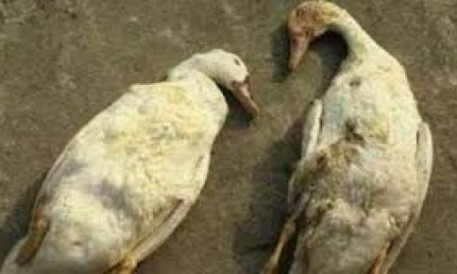 Xử lý khi ngan bị tiêu chảy, phân loãng có bọt khí