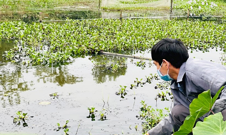Nuôi ốc bươu đen: Vốn ít cho thu nhập ổn định