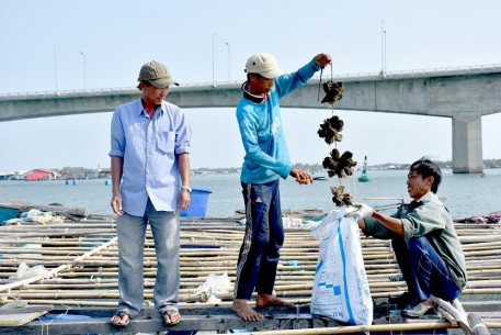Hướng dẫn, tăng cường quản lý nuôi nhuyễn thể.