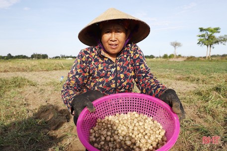 Hành tăm được giá, nông dân Nghi Xuân phấn khởi thu hoạch