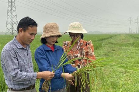 Hà Tĩnh: Chủ động phòng trừ bệnh hại giai đoạn lúa làm đòng - trổ bông