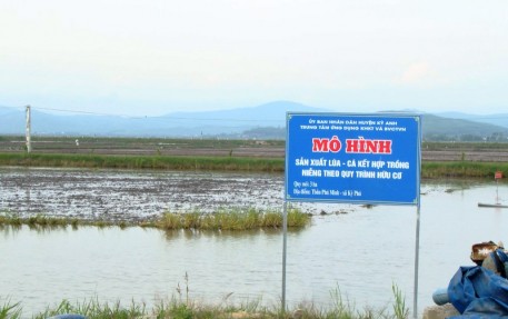 Triển vọng từ mô hình nuôi cá kết hợp trồng lúa hữu cơ