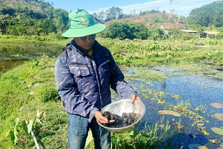 Làm giàu từ nuôi ốc bươu đen