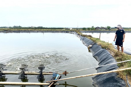 Triển vọng mô hình nuôi cá chim trắng vây vàng trên vùng nuôi tôm kém hiệu quả
