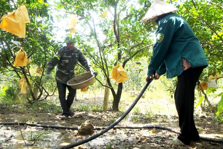 Chăm sóc bưởi Phúc Trạch giai đoạn trước khi thu hoạch quả