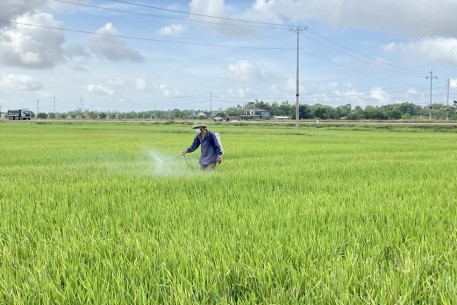 Hà Tĩnh: Sâu cuốn lá nhỏ phát sinh gây hại trên nhiều diện tích lúa Hè thu