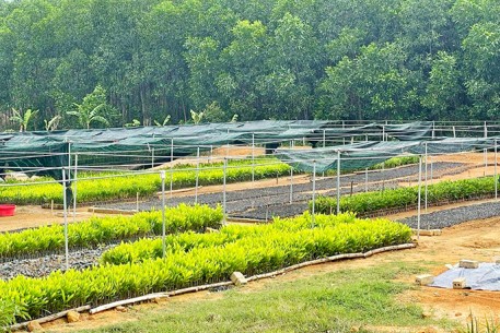 Thanh niên quyết tâm phát triển kinh tế trên quê hương