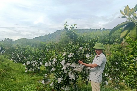 Làm giàu từ trang trại tổng hợp