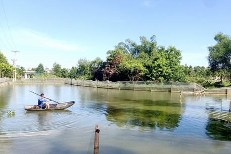 Triển vọng mô hình nuôi chạch sụn thương phẩm