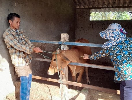 Hà Tĩnh tập trung cao công tác tiêm phòng trên đàn gia súc gia cầm đợt 2 năm 2023