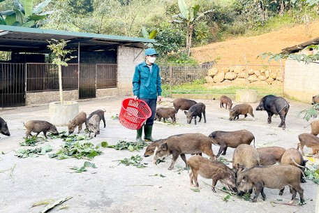 Phát triển kinh tế từ mô hình chăn nuôi tuần hoàn khép kín