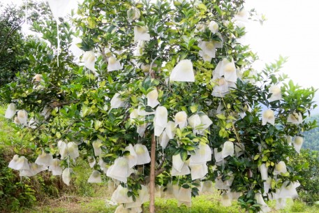 Hà Tĩnh: 7 cơ sở sản xuất cây ăn quả trên địa bàn huyện Vũ Quang được cấp chứng nhận hữu cơ
