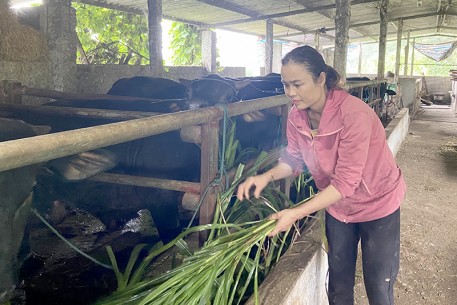 h4 co tuoi la nguon thuc an quan trong cho trau bo