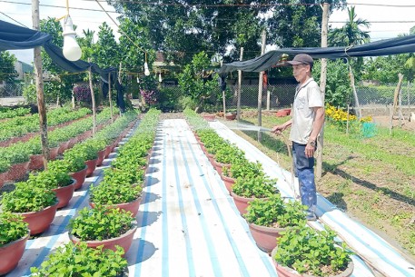 Làng hoa Bắc Sơn – Rộn ràng vào vụ