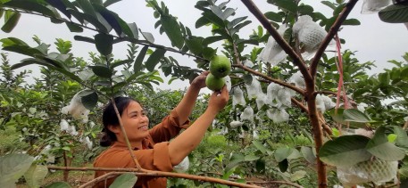 Hội Nông dân hỗ trợ vốn cho hội viên vay  xây dựng 50 mô hình kinh tế