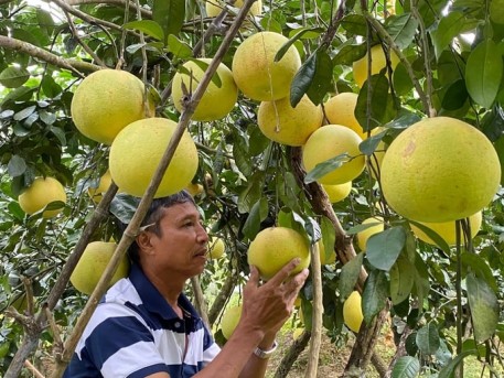 Bàn giải pháp sản xuất, thâm canh cây ăn quả có múi an toàn dịch bệnh