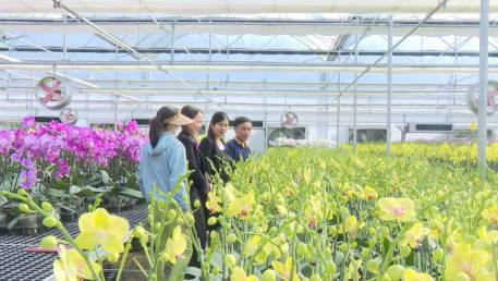 LÀNG HOA THẠCH HÀ NHỮNG NGÀY GIÁP TẾT