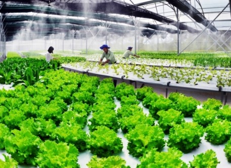 Xây dựng nông thôn mới chú trọng phát triển sản xuất