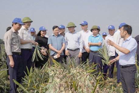 Đoàn công tác huyện Hương Sơn tham quan, tìm hiểu mô hình trồng Dứa tại Ninh Bình