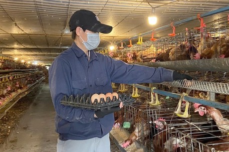Triển vọng từ mô hình nuôi gà liên kết
