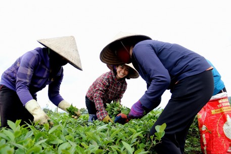 Đầu vụ xuân, chè búp được mùa, được giá