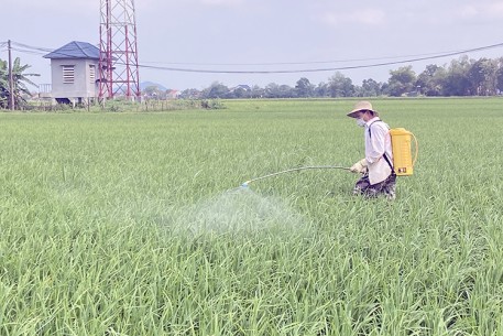 Nông dân Đức Thọ khẩn trương xuống đồng phòng trừ bệnh đạo ôn trên lúa xuân