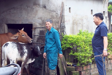 Kỳ Anh đẩy mạnh cải tạo đàn bò bằng phương pháp thụ tinh nhân tạo