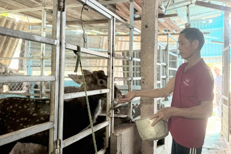 Triển vọng từ mô hình nuôi hươu sao liên kết