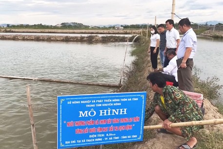 Kỳ vọng phát triển vùng nuôi cá chim trắng vây vàng tại Hà Tĩnh