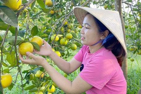 Hà Tĩnh phấn đấu đến năm 2030 có trên 2.500 ha đất trồng trọt hữu cơ
