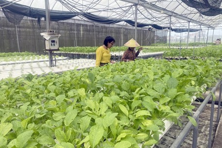 Hà Tĩnh chú trọng phát triển diện tích sản xuất rau tập trung, rau an toàn