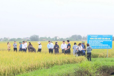 Lợi ích kép từ sản xuất lúa hữu cơ