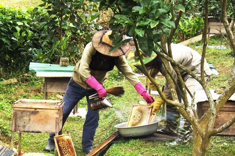 Mật ong chính vụ được mùa, nông dân phấn khởi thu hoạch