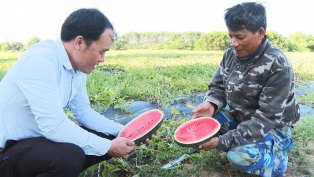 Chuyển đổi trồng dưa hấu trên đất màu kém hiệu quả cho thu nhập cao