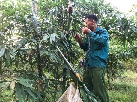 Trồng tre tứ quý, chi phí ít, không lo đầu ra