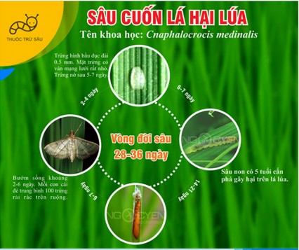 Tập trung phòng trừ sâu bệnh gây hại trên lúa Hè Thu
