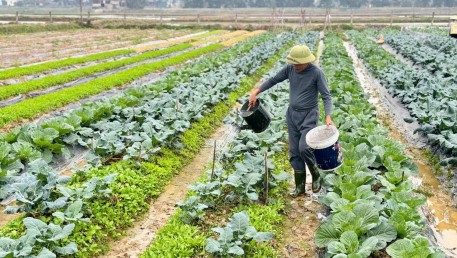 Các vùng rau chuyên canh Hà Tĩnh sẵn sàng vào vụ Tết
